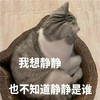 萌宠 猫星人 我想静静 也不知道静静是谁 呆萌 可爱