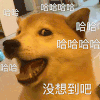 萌宠 汪星人 哈哈哈 没想到吧 搞怪 逗