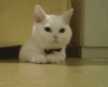 卖萌 猫咪 睡觉