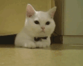 卖萌 猫咪 睡觉