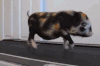 猪 跑步 运动 可爱