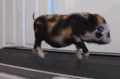 猪 跑步 运动 可爱