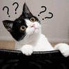 啥玩意 猫 什么 可爱 呆萌