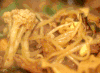 食物 美食 美味 吃货 诱人 素材