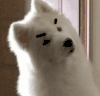 性感 狗 搞笑 萌 gif