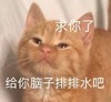 萌宠 猫星人 求你了 给你脑子排排水吧 呆萌 可爱