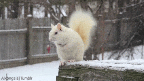 松鼠 squirrel 下雪 冬天