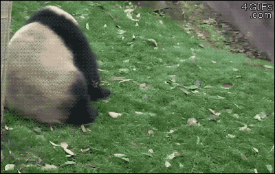 熊猫 翻滚 可爱 国宝