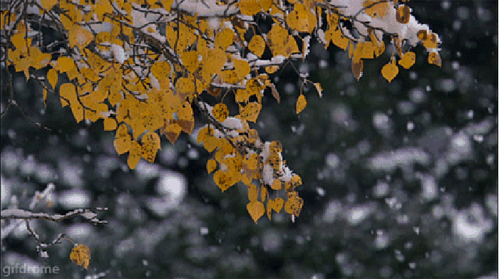 树叶 寒冷 下雪 冬天