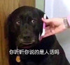 萌宠 汪星人 你听听你说的是人话吗 无奈 搞怪 呆萌