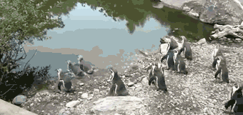 孤独的  企鹅 动物 绝望
