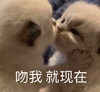 萌宠 猫星人 吻我 就现在 呆萌 可爱