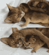 猫咪 可爱 萌宠 温馨