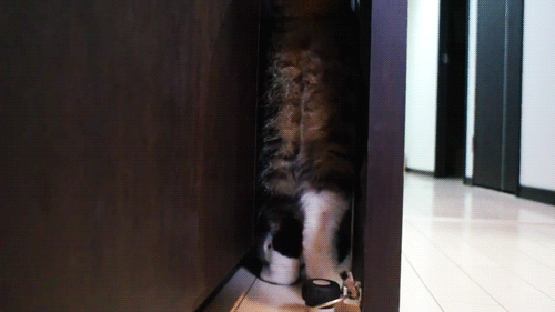 萌宠 猫咪 在门缝 搞笑