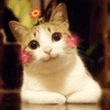沙雕猫 猫咪 猫 可爱猫 猫表情包 猫咪表情包 小猫