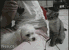 摸头 乖 可爱 小猫