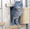 袋鼠 猫 门 钻出