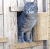 袋鼠 猫 门 钻出