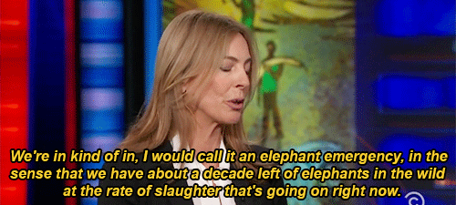 电视 流行的 乔恩斯图尔特 恐怖主义 大象 每日秀 凯瑟琳·毕格罗 胡安萨拉特 偷猎大象 贩卖野生动物 这对我来说意味着很多 最后的日子