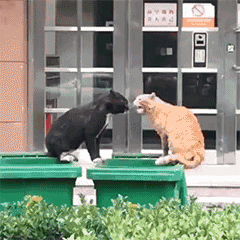 动物 猫咪 打架 垃圾箱