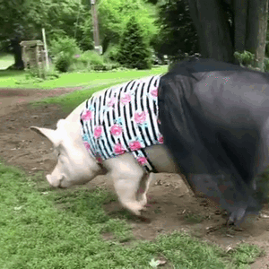 猪猪 走路 恶搞 穿裙子