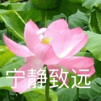 莲花 沙雕莲花 宁静致远