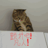 猫咪 可爱 白色 颤抖吧 凡人