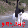 猫 兔子 美丽的我来啦