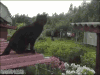 房顶 逗比 动物 猫猫