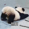 萌宠 熊猫 热啊 难受 呆萌 搞怪