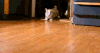 喵星人 猫咪 可爱 萌宠