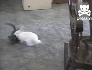 兔子 猫 打架