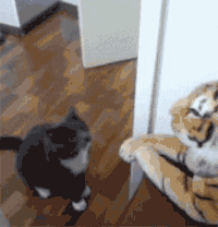 猫咪 玩具 老虎 暴揍