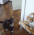 猫咪 玩具 老虎 暴揍