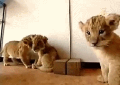 萌宠 狮子 lion