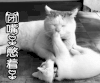 闭嘴 憋着 拒绝 喵星人 萌宠 猫