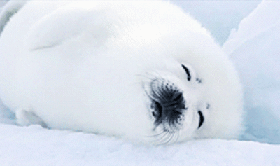 海豹 治愈系 萌 晚安 可爱 白白的 雪地