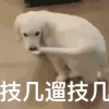 萌宠 汪星人 自己溜自己 无聊 呆萌 搞怪
