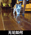地板 摇尾巴 无论如何 猫咪
