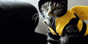 黄蜂 猫 服装 猫的服装