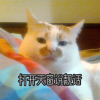 萌宠 猫星人 打开天窗说亮话 凝视 呆萌 可爱