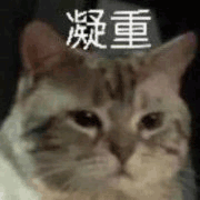 沙雕猫 猫咪 猫 可爱猫 猫表情包 猫咪表情包 小猫