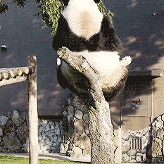 熊猫 国宝 意外 树枝断了