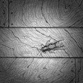 艺术 蟋蟀 纹理 波纹 art 动物