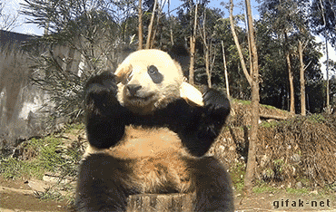 熊猫 摔倒 萌化了 天然呆 木桩 动物 panda