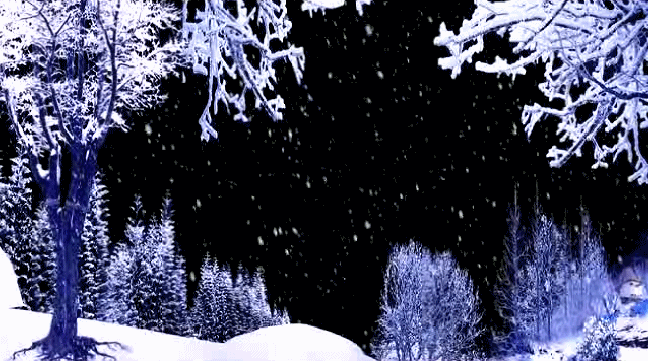 大树 冬季 雪地 黑夜