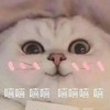 萌宠 喵星人 嘻嘻嘻 可开心了 呆萌 憨憨