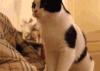 猫咪 扭屁股 萌宠 黑白毛