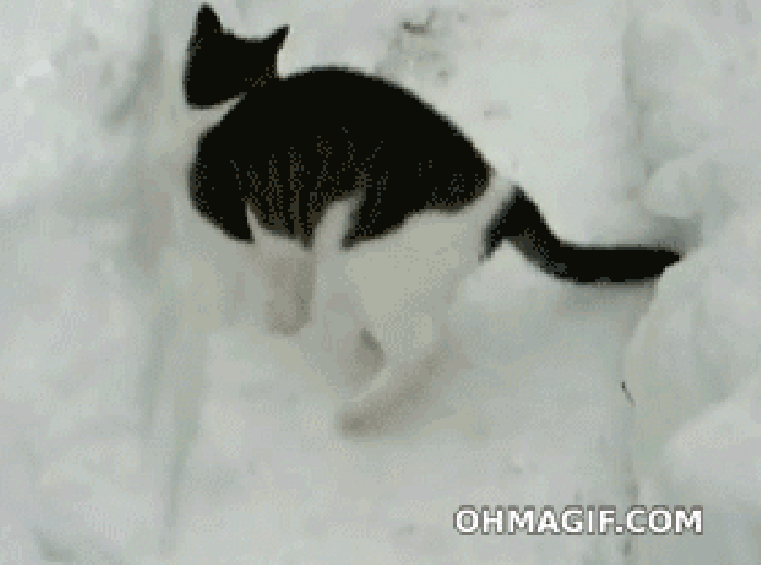 雪堆 钻出 尾巴 小猫