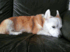 柯基 沙发 困成狗 眯眼 萌萌哒 corgi